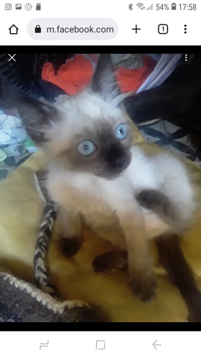 siamois 3 mois f et 7 bebe ba9a lihom 2 semine