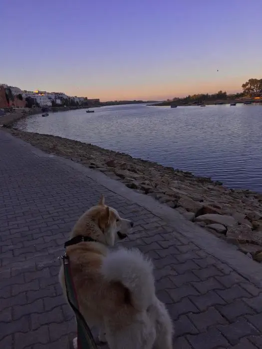 Akita male pour accoupelemt