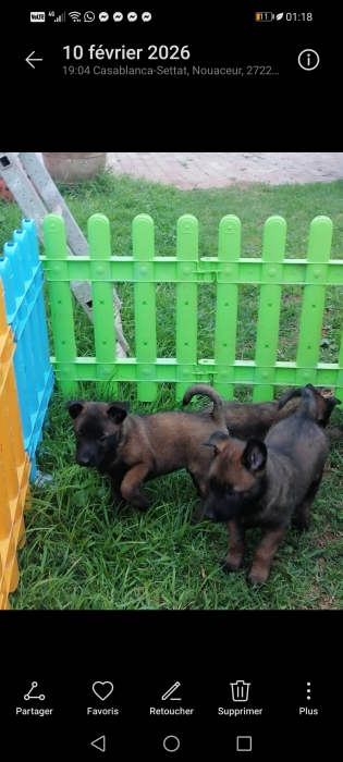 Berger Belge Malinois