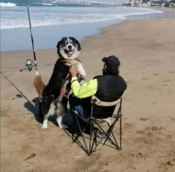 A vendre chien Malamut