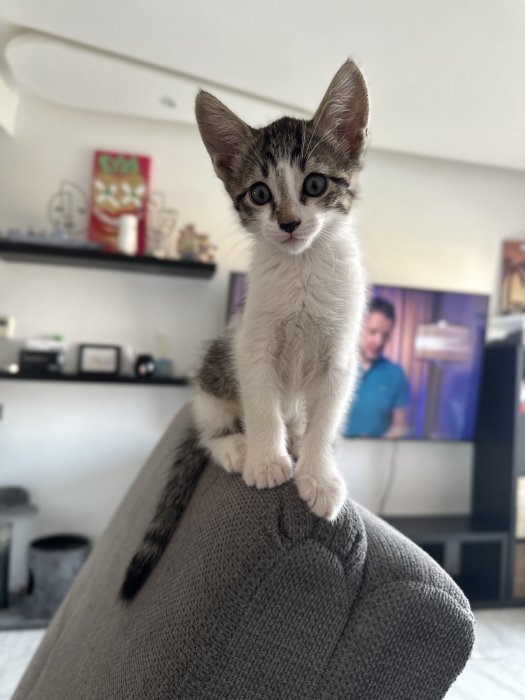 Chatons pour adoption. Marrakech