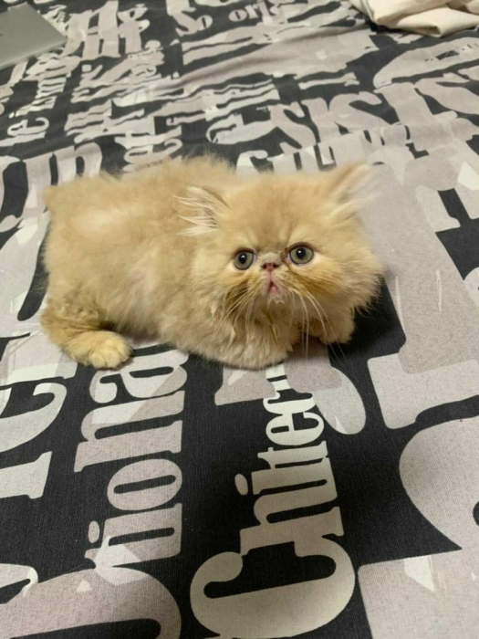 Chatons Persan à vendre