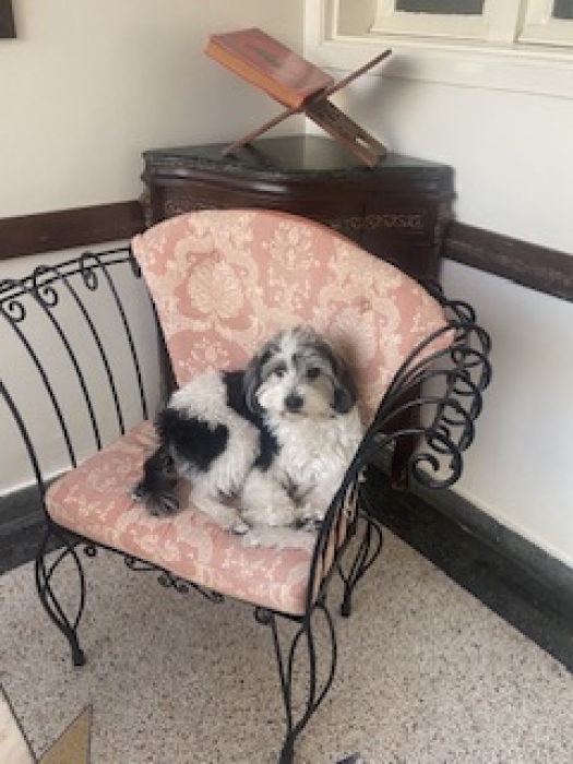 bichon maltais male pour accouplement