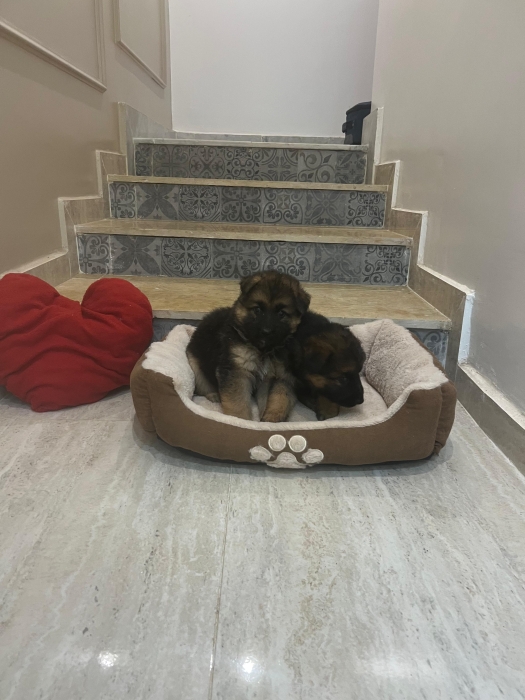 Berger Allemand poile long 💥