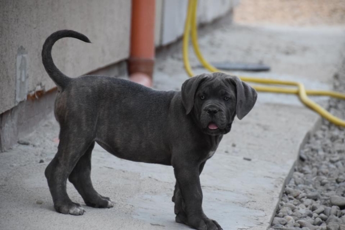 Cane corso