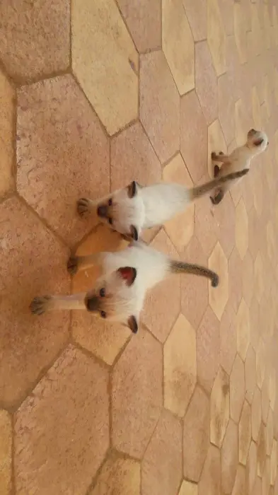 Deux chatons siamois pure