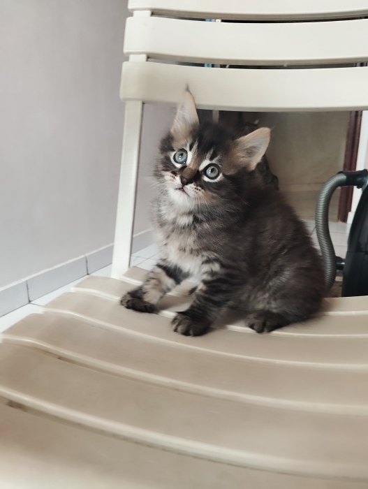 🐾 Chatons Norvégiens gratuit ! 🐾