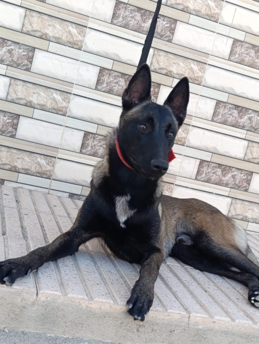 Malinois Charbonne