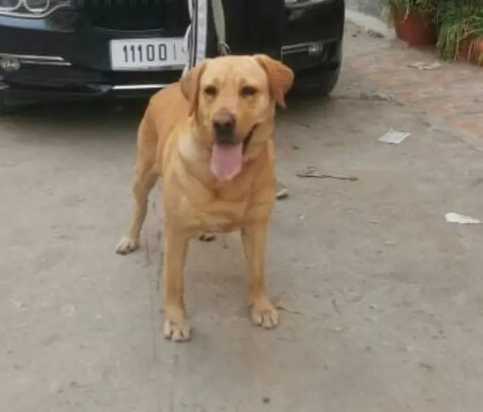 Labrador