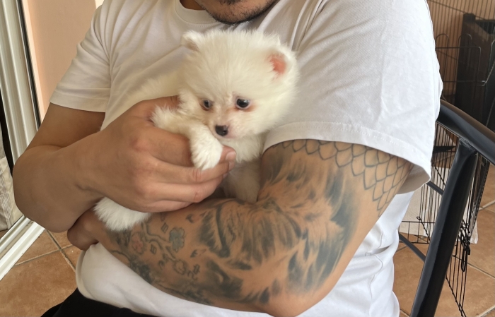 Spitz 2 mois vacciné