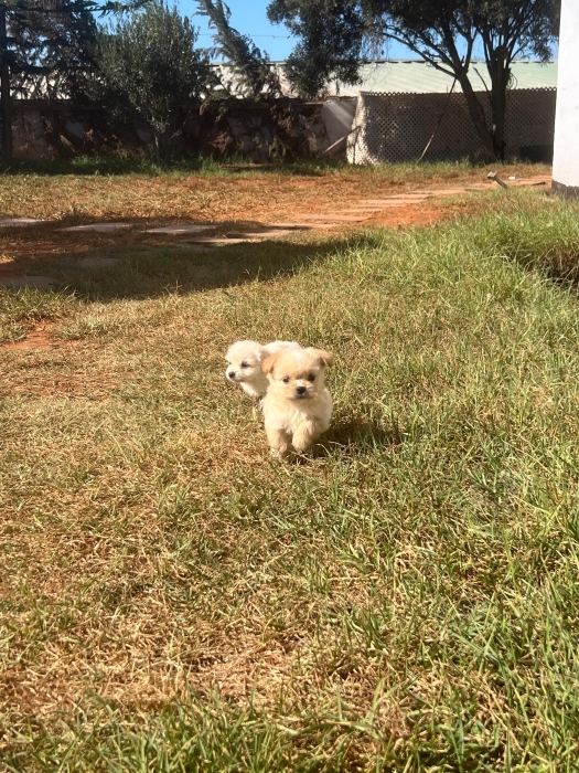 Bichon Havanais 🎊