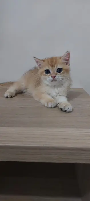 Chatons pure race Golden British