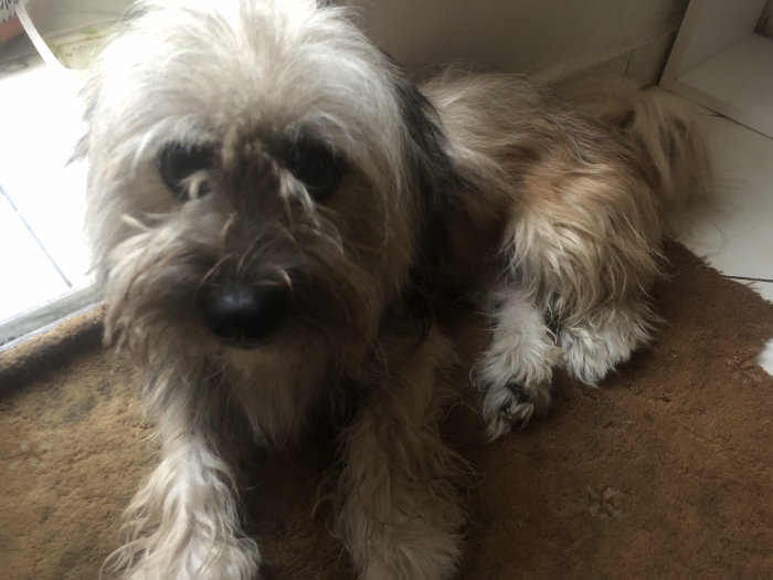 Bichon havanais caniche croisé vacciné