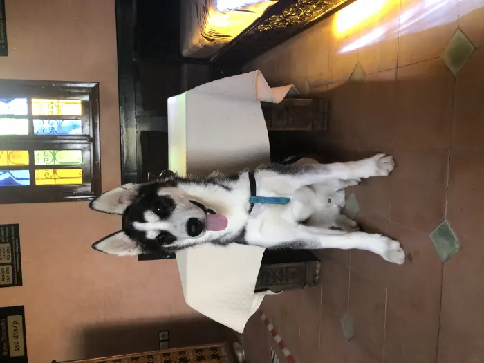 Husky sibérien male