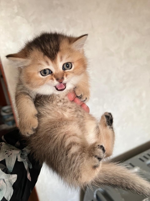 Chatons scottish straight