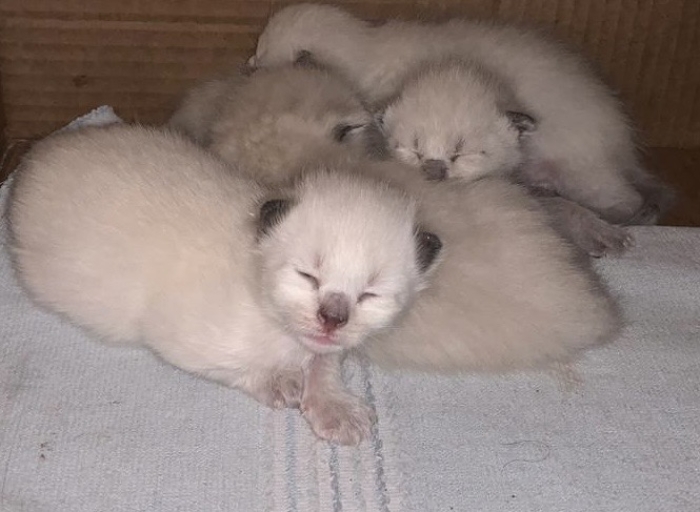 Des chatons siamois ages de 2 semaines