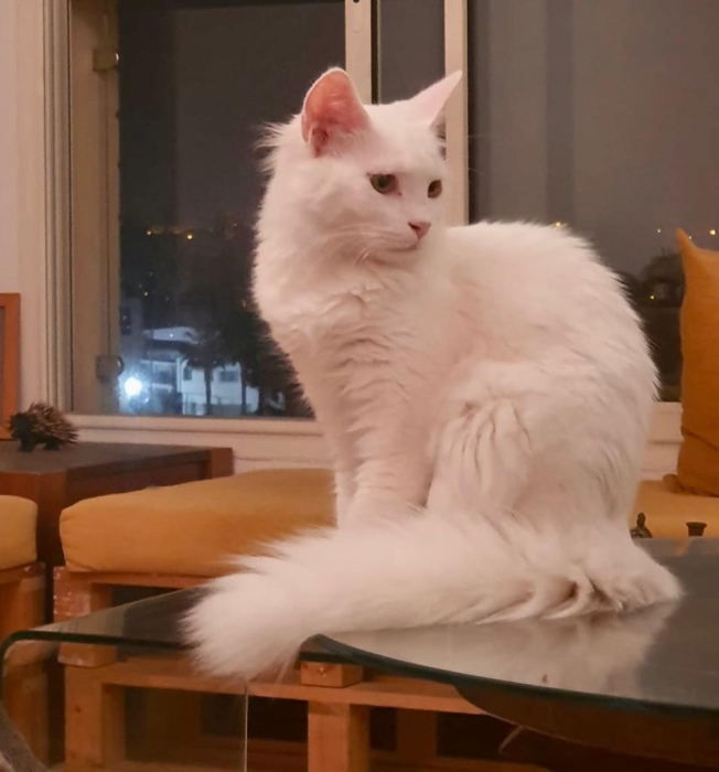 Croisement de race mainecoon