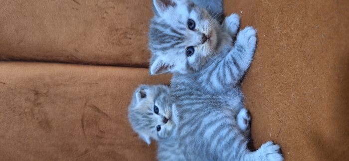 Scottish fold & british