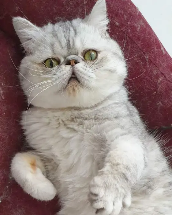 Mal exotic short hair pedigrée