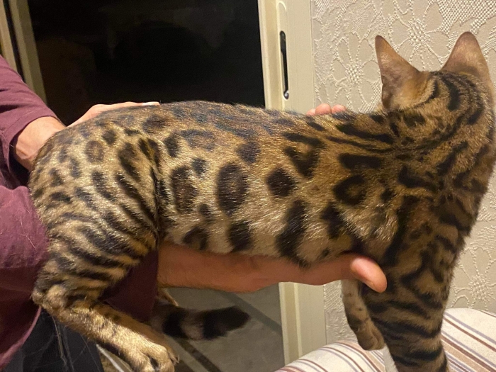 Bengal