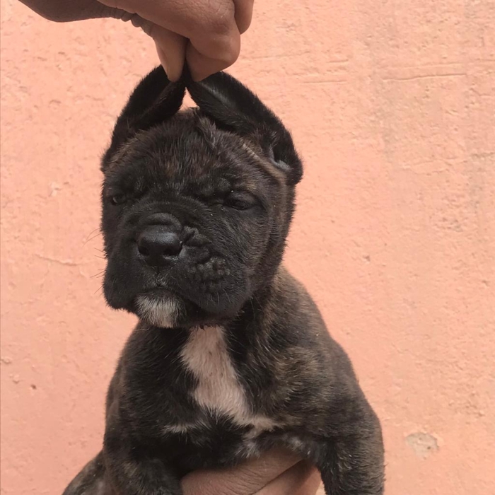 Des chiots Cane Corso