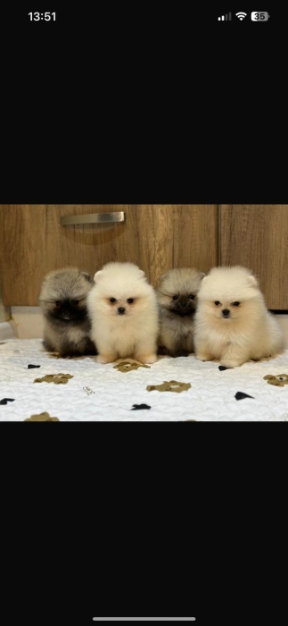 spitz nain loulou de pomeranie