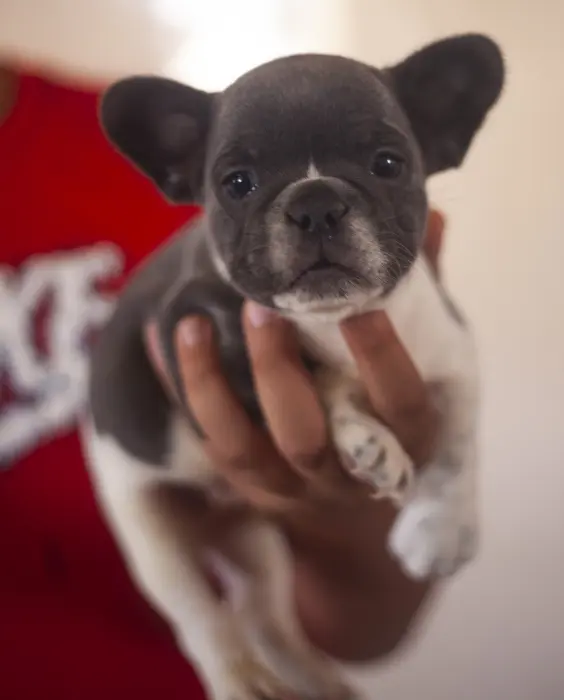 magnifique chiot bulldog francais