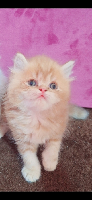 Chatton persan mon face