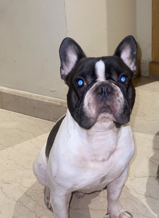 Bulldog français