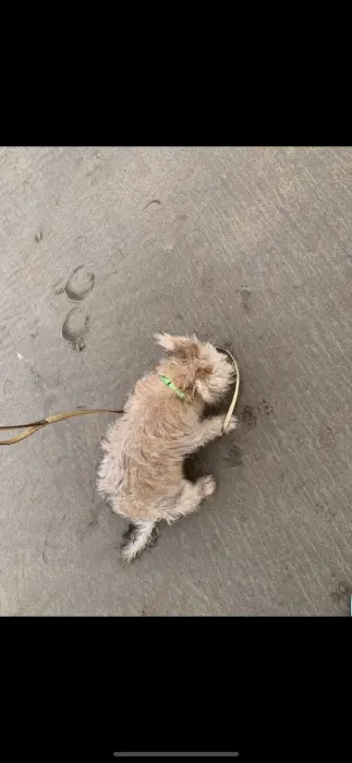 Chienne yorkshire et russel