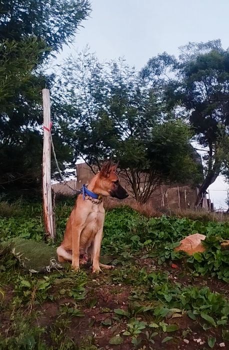 malinois berger belge