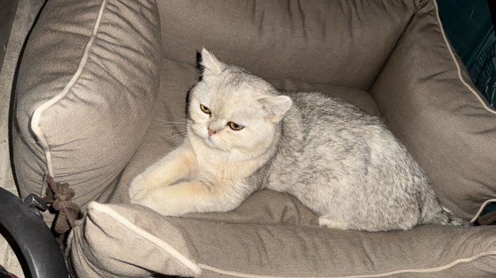Chat british shorthair