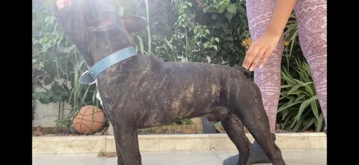 Accouplement bouledogue francais