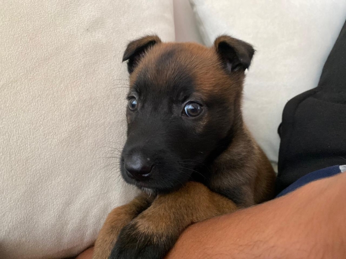 Malinois charbonner 43 jours femelle