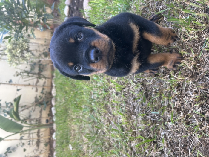 Rottweiler
