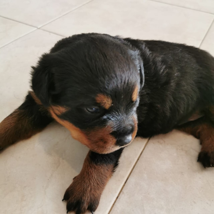 Rottweirer