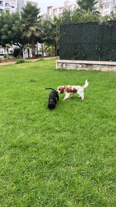 Cocker spaniel (Mâle et Femelle)