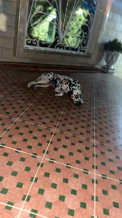 Dalmatien