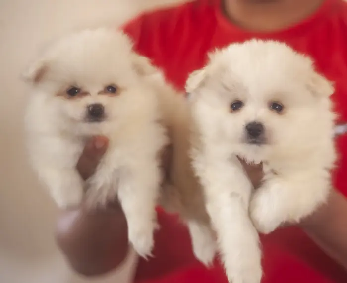 magnifiques chiot chiots loulou de pomeranie nain