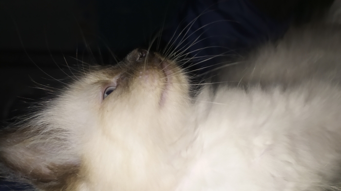 زواغة فاس zouagha