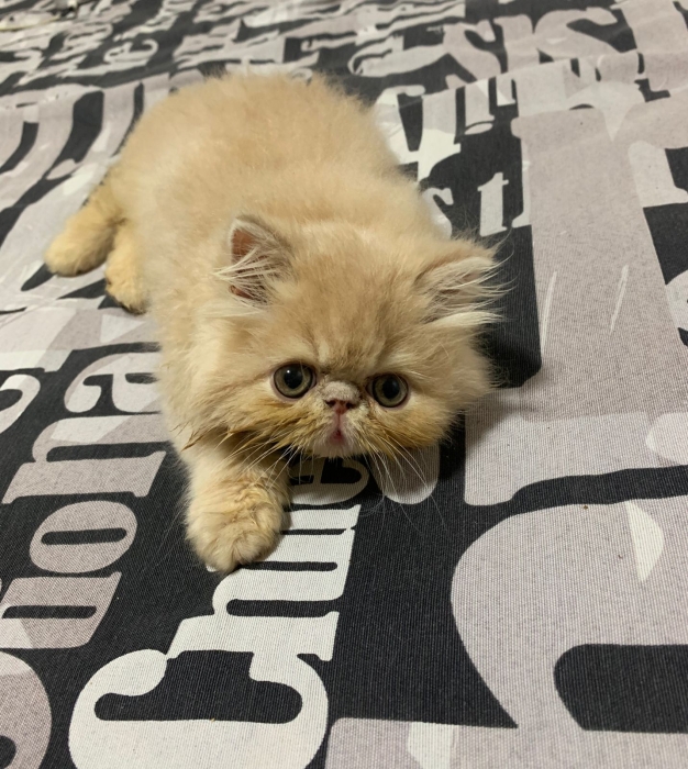 Chatons Persan à vendre