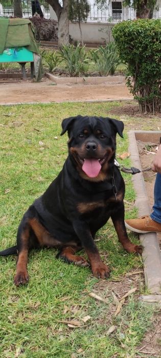 Femelle Rottweiler pedigree à vendre (2 ans)