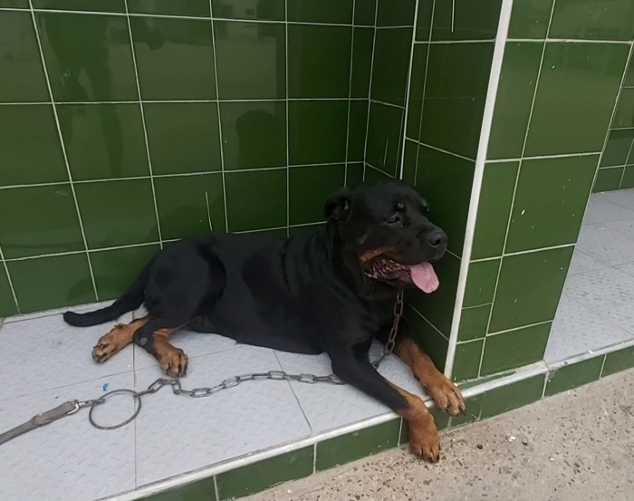 Rottweiler femelle