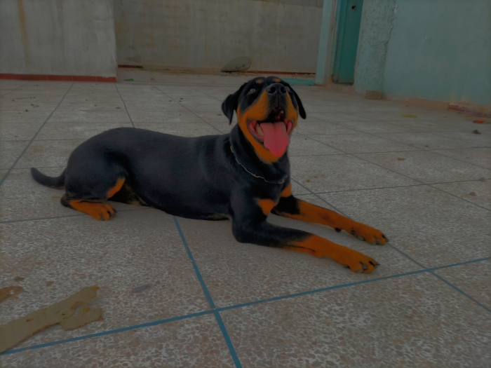 Rottweiler femelle 5 mois