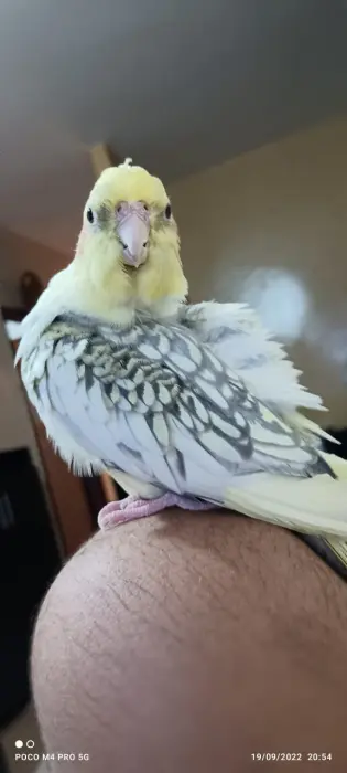 Calopssite Isabelle bien dressé