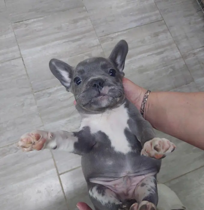 Exotique Bouledogue français à vendre