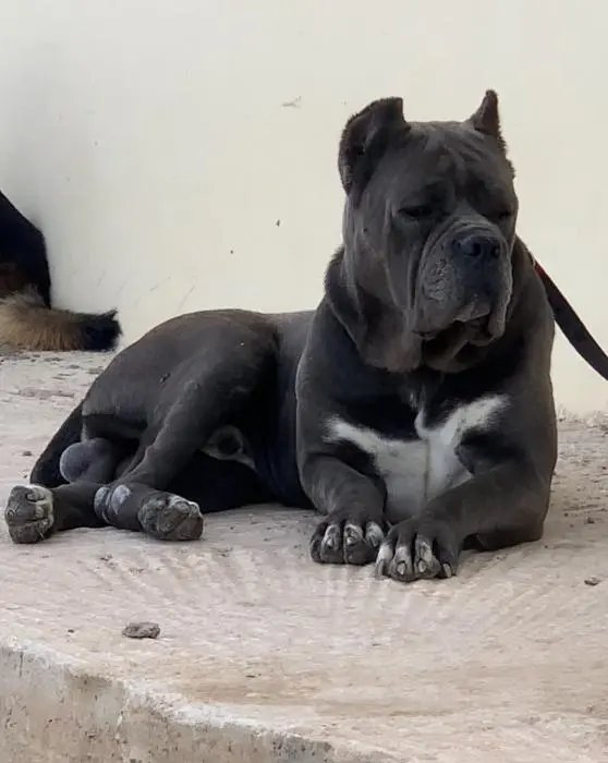 Mâle Cani corso pédigrée a vendre