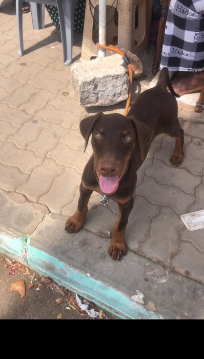 DOBERMAN 3,5 MOIS