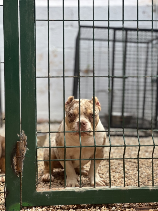 American Bully Pedigree