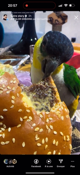 Perroquet Caïque très bien dressé